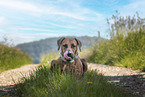 Rhodesian Ridgeback