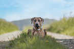 Rhodesian Ridgeback