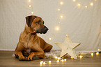 Rhodesian Ridgeback in Weihnachtsdekoration