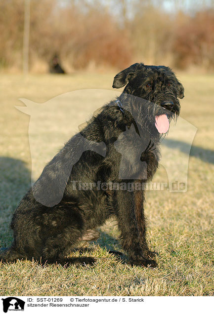 sitzender Riesenschnauzer / sitting giant schnauzer / SST-01269