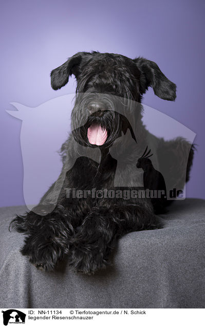 liegender Riesenschnauzer / lying Giant Schnauzer / NN-11134