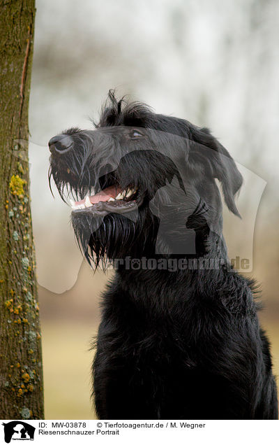 Riesenschnauzer Portrait / MW-03878