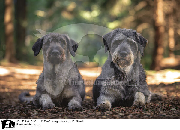 Riesenschnauzer / Giant Schnauzer / DS-01540