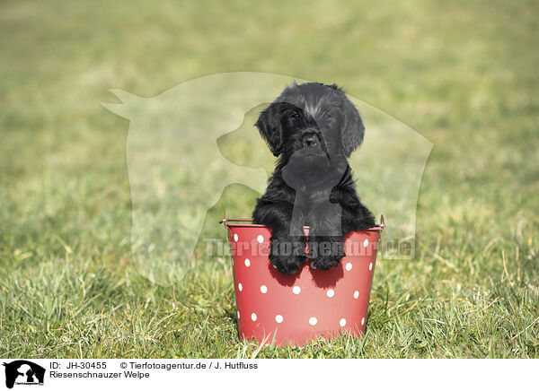 Riesenschnauzer Welpe / Giant Schnauzer Puppy / JH-30455