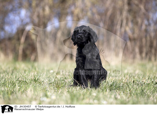 Riesenschnauzer Welpe / Giant Schnauzer Puppy / JH-30457