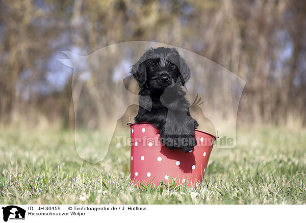 Riesenschnauzer Welpe / Giant Schnauzer Puppy / JH-30459