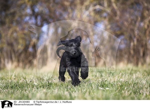 Riesenschnauzer Welpe / Giant Schnauzer Puppy / JH-30480