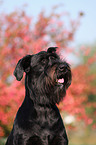 Riesenschnauzer Portrait