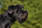 Riesenschnauzer Portrait