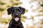 Riesenschnauzer Portrait