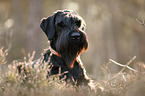 Riesenschnauzer Portrait