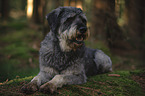 Riesenschnauzer