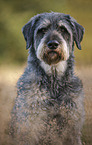 Riesenschnauzer