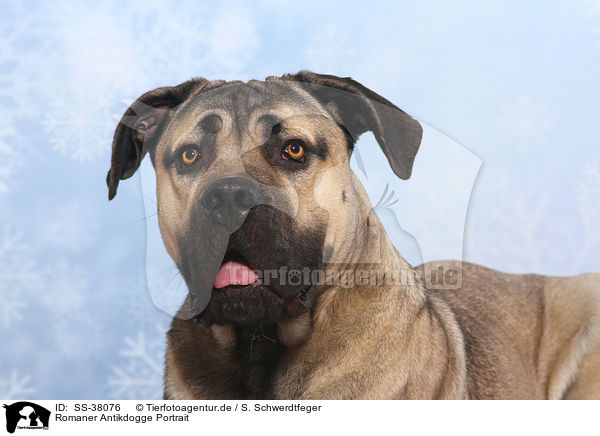 Romaner Antikdogge Portrait / Antique Mastiff Portrait / SS-38076