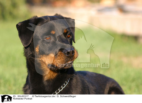 Rottweiler Portrait / Rottweiler Portrait / SS-00317