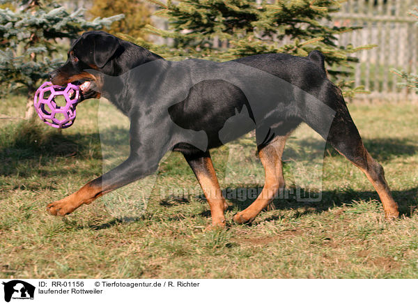laufender Rottweiler / Rottweiler with toy / RR-01156