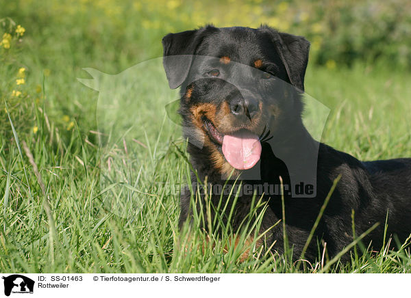 Rottweiler / Rottweiler / SS-01463