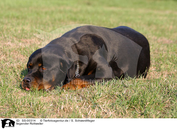 liegender Rottweiler / lying Rottweiler / SS-00314