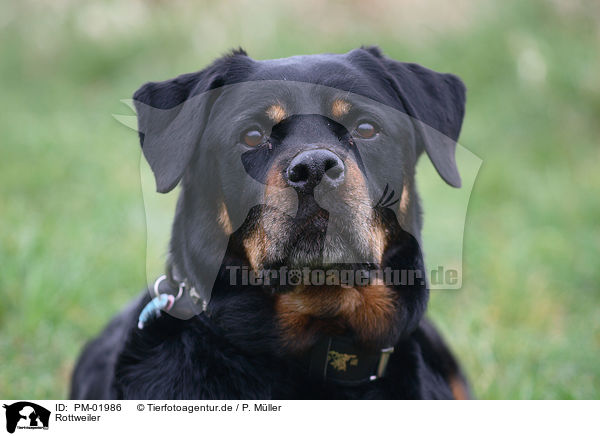 Rottweiler / Rottweiler / PM-01986