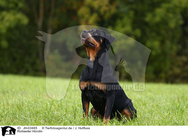 Rottweiler Hndin / female Rottweiler / JH-03465