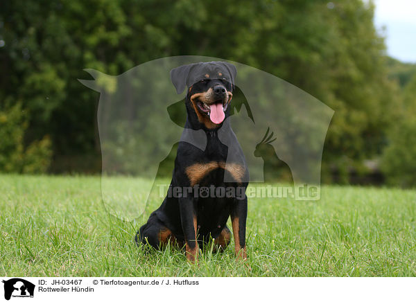 Rottweiler Hndin / female Rottweiler / JH-03467