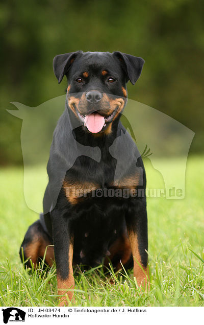 Rottweiler Hndin / female Rottweiler / JH-03474