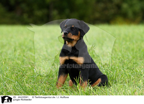 junger Rottweiler / young Rottweiler / JH-03591