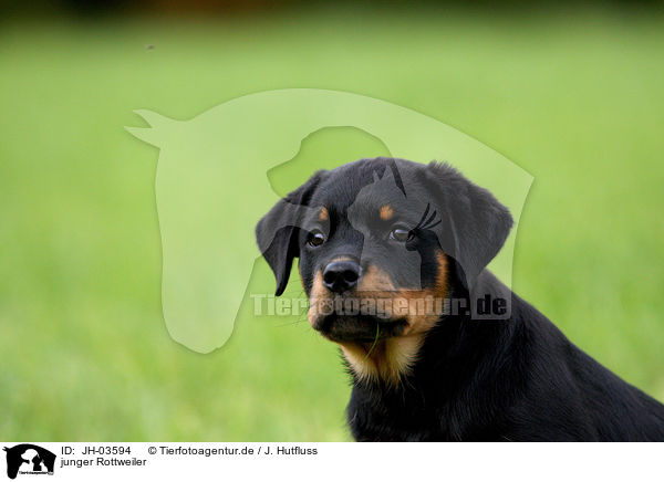 junger Rottweiler / young Rottweiler / JH-03594