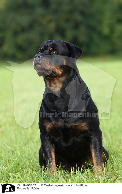 Rottweiler Rde / male Rottweiler / JH-03607