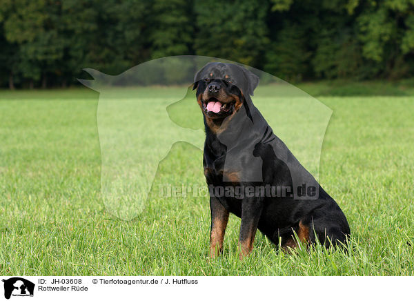 Rottweiler Rde / male Rottweiler / JH-03608