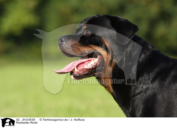 Rottweiler Rde / male Rottweiler / JH-03638