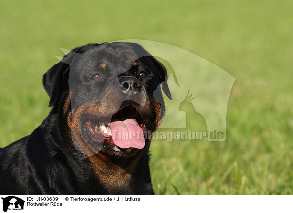 Rottweiler Rde / male Rottweiler / JH-03639