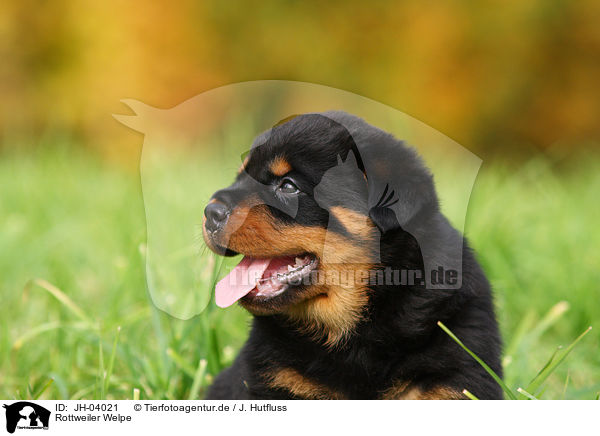 Rottweiler Welpe / Rottweiler puppy / JH-04021