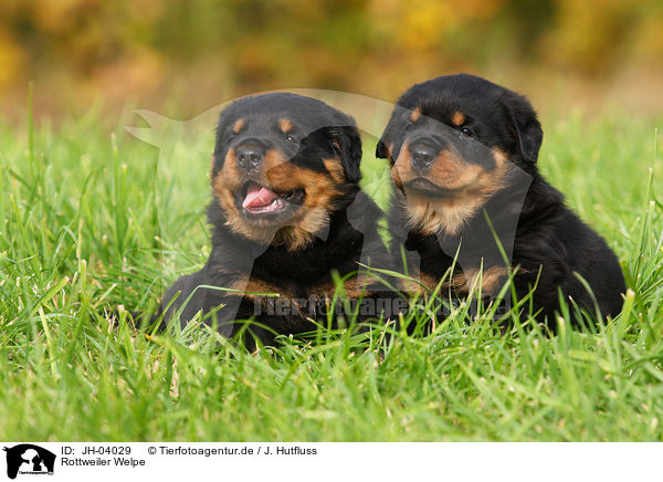 Rottweiler Welpe / Rottweiler puppy / JH-04029