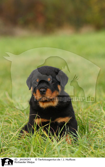 Rottweiler Welpe / Rottweiler puppy / JH-04041