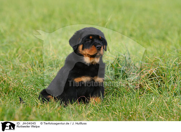 Rottweiler Welpe / Rottweiler puppy / JH-04045