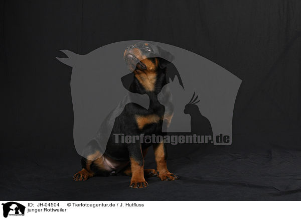 junger Rottweiler / young Rottweiler / JH-04504