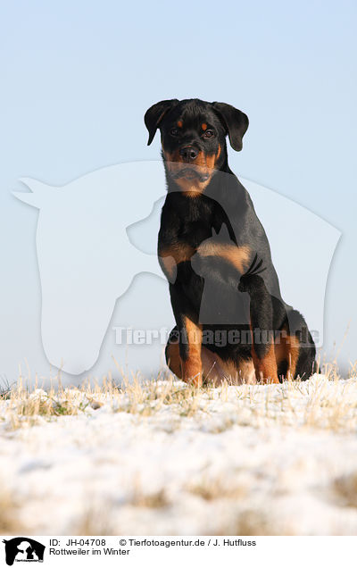 Rottweiler im Winter / young Rottweiler / JH-04708