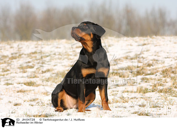 Rottweiler im Winter / young Rottweiler / JH-04728