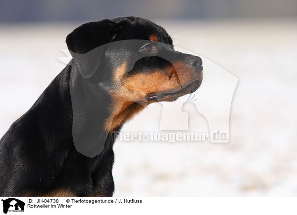 Rottweiler im Winter / young Rottweiler / JH-04738