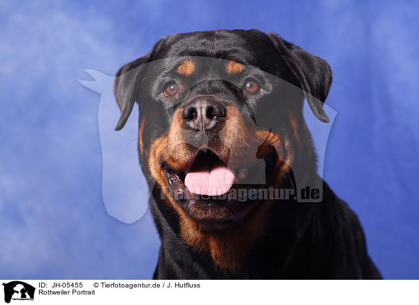 Rottweiler Portrait / Rottweiler Portrait / JH-05455