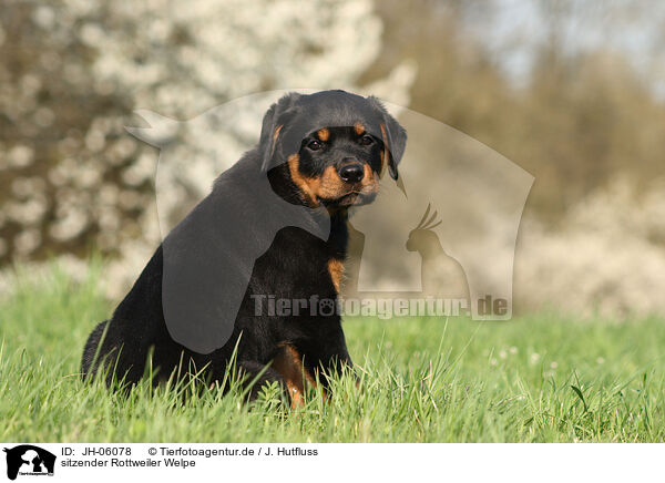 sitzender Rottweiler Welpe / sitting Rottweiler Puppy / JH-06078