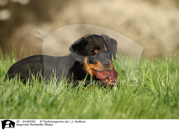 liegender Rottweiler Welpe / lying Rottweiler Puppy / JH-06090