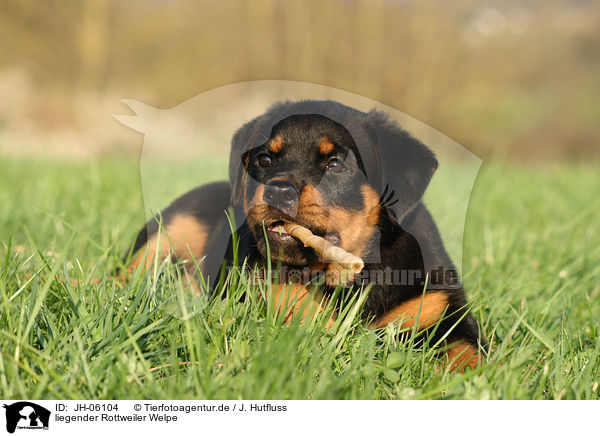 liegender Rottweiler Welpe / lying Rottweiler Puppy / JH-06104