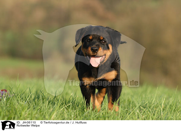 Rottweiler Welpe / Rottweiler Puppy / JH-06110