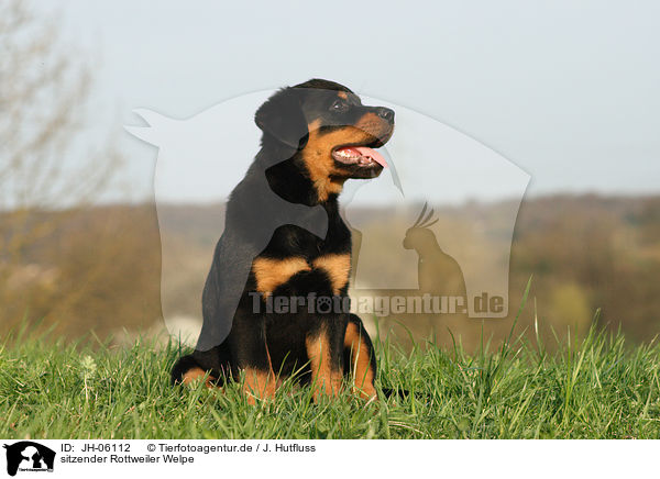 sitzender Rottweiler Welpe / sitting Rottweiler Puppy / JH-06112