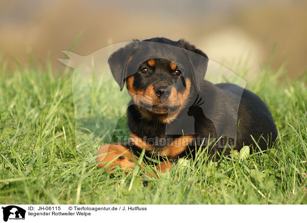 liegender Rottweiler Welpe / lying Rottweiler Puppy / JH-06115