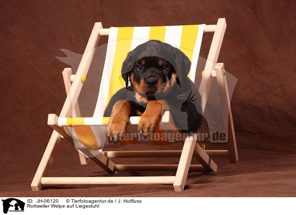Rottweiler Welpe auf Liegestuhl / Rottweiler Puppy at deckchair / JH-06120