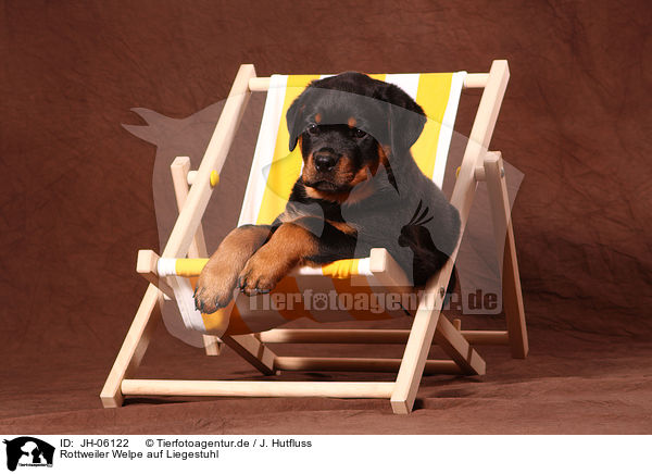 Rottweiler Welpe auf Liegestuhl / Rottweiler Puppy at deckchair / JH-06122