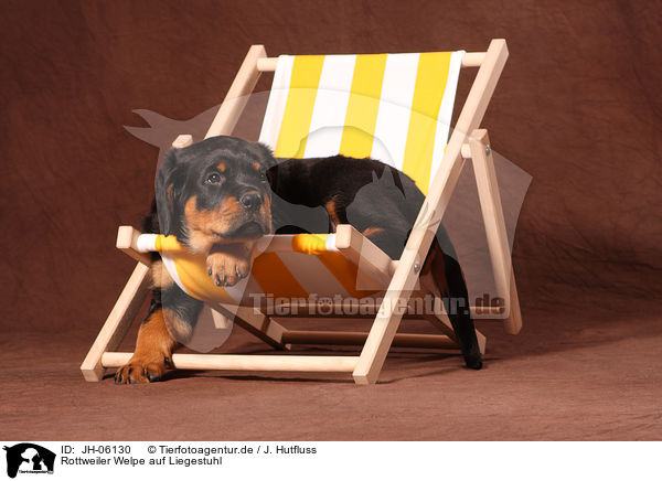Rottweiler Welpe auf Liegestuhl / Rottweiler Puppy at deckchair / JH-06130